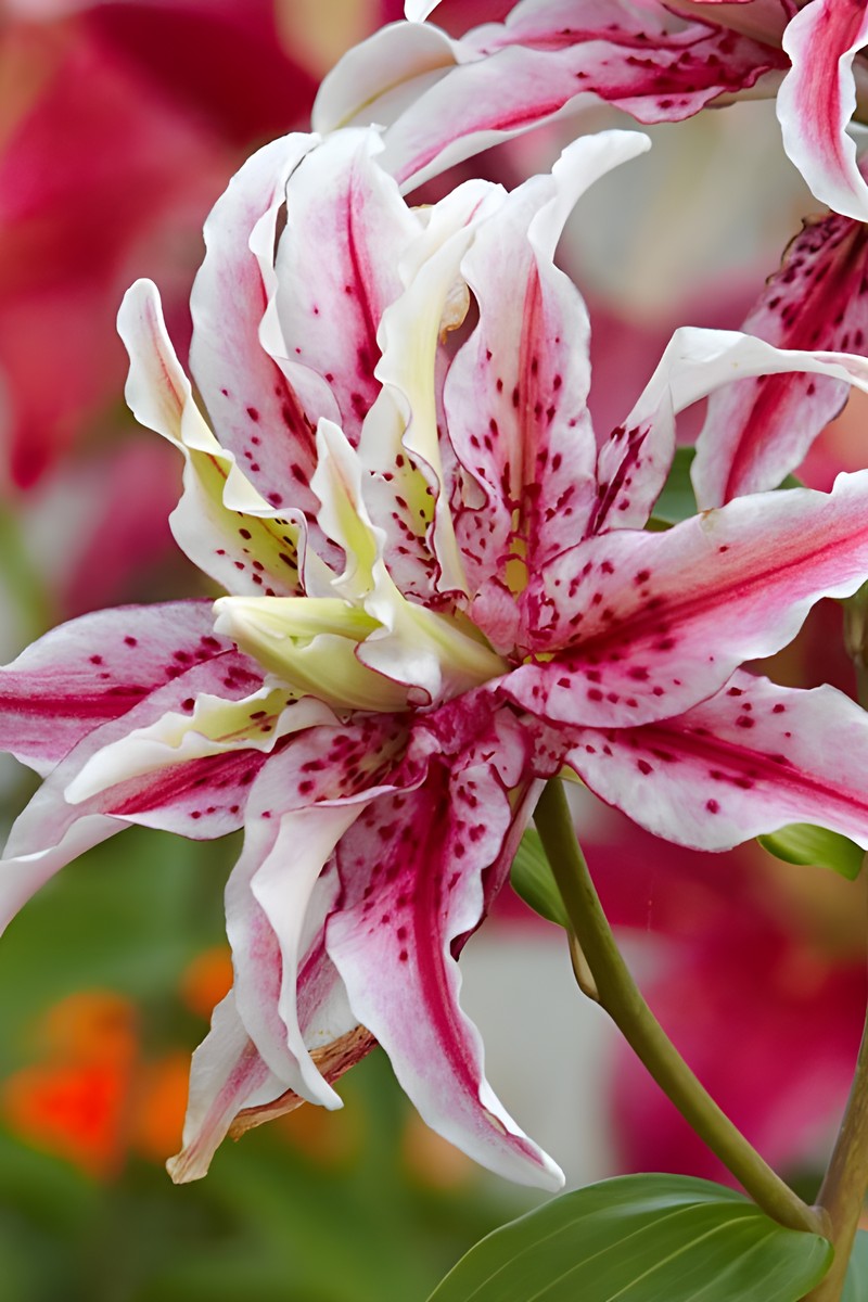 Лилия восточная махровая Мэджик Стар, для выгонки,1 шт.