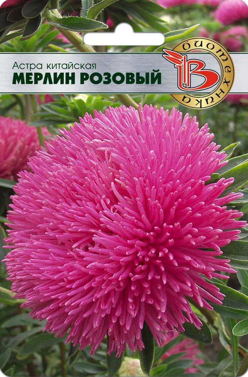 Астра Мерлин Розовый, 50 шт. Биотехника