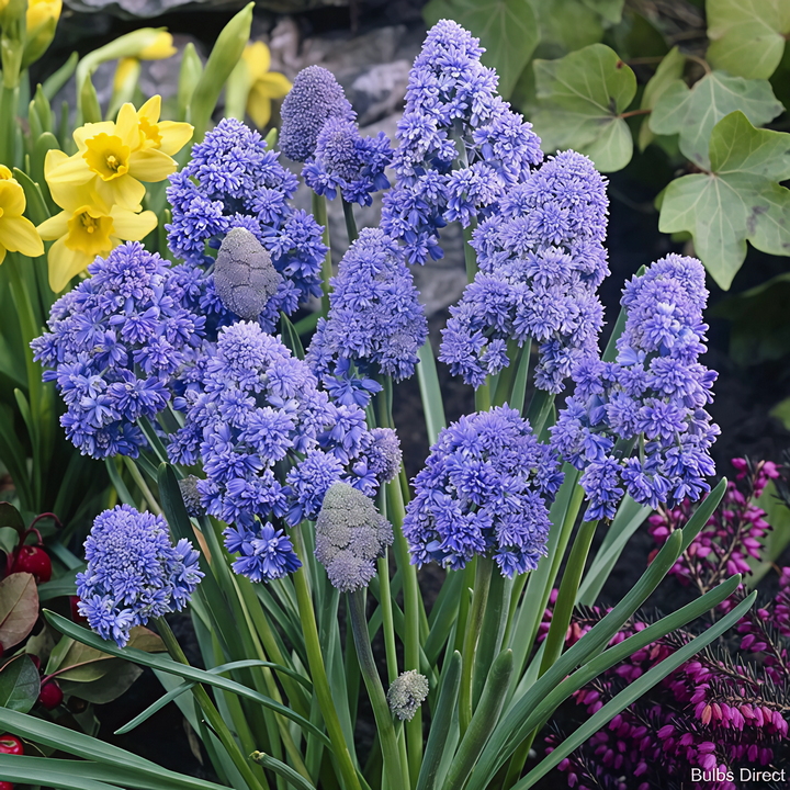 Мускари Фэнтези Криэйшн, 8/9, 1 шт.