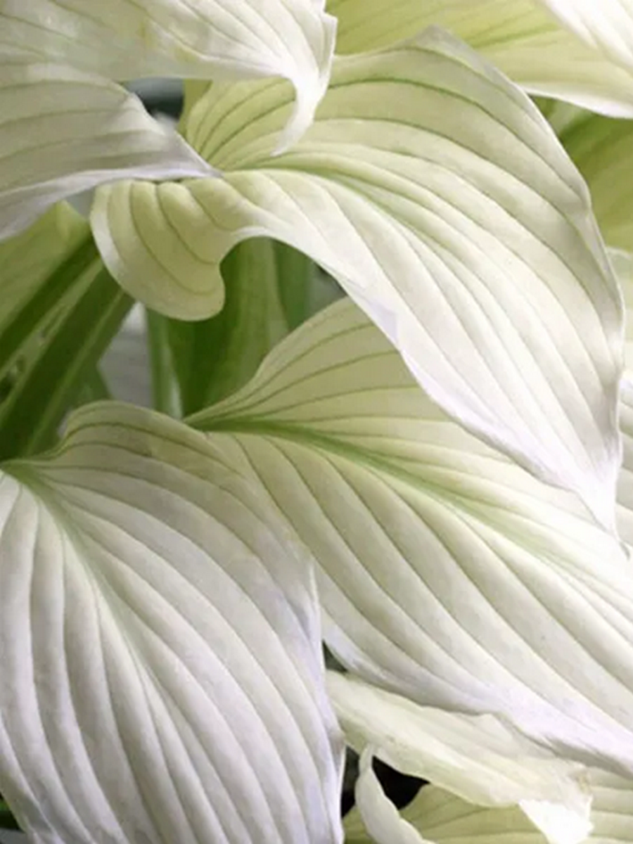 Хоста Уайт Февер XXL, 1 шт.