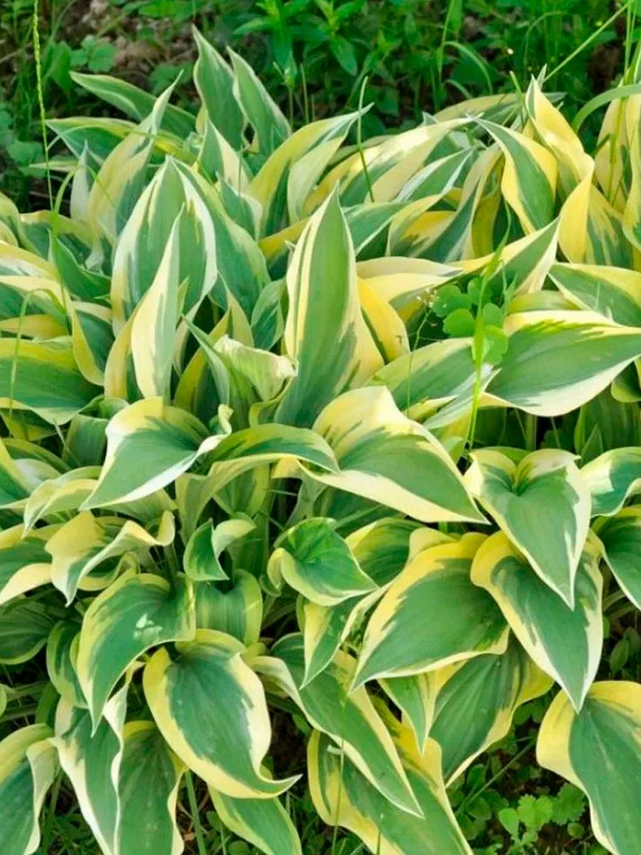 Хоста Лейксайд Драгонфлай, 1 шт.