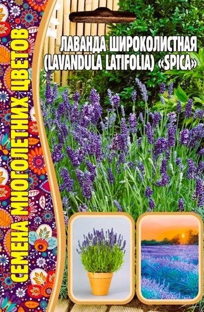 Лаванда широколистная Spica, 30 шт.