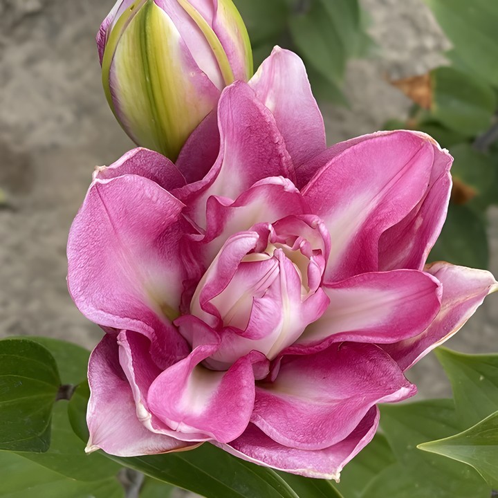 Лилия восточная махровая Визион 14/16, 14/16, 1 шт.