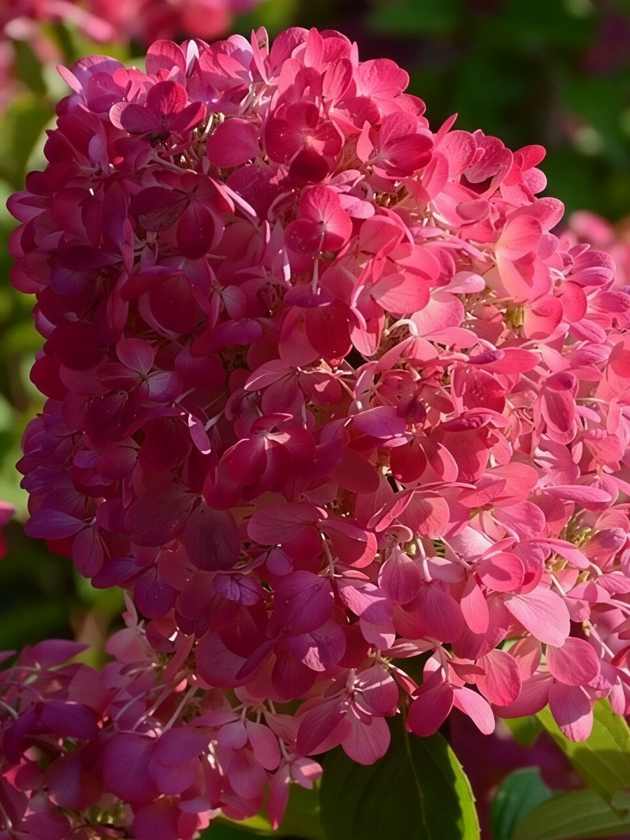 Гортензия метельчатая Вимс Ред