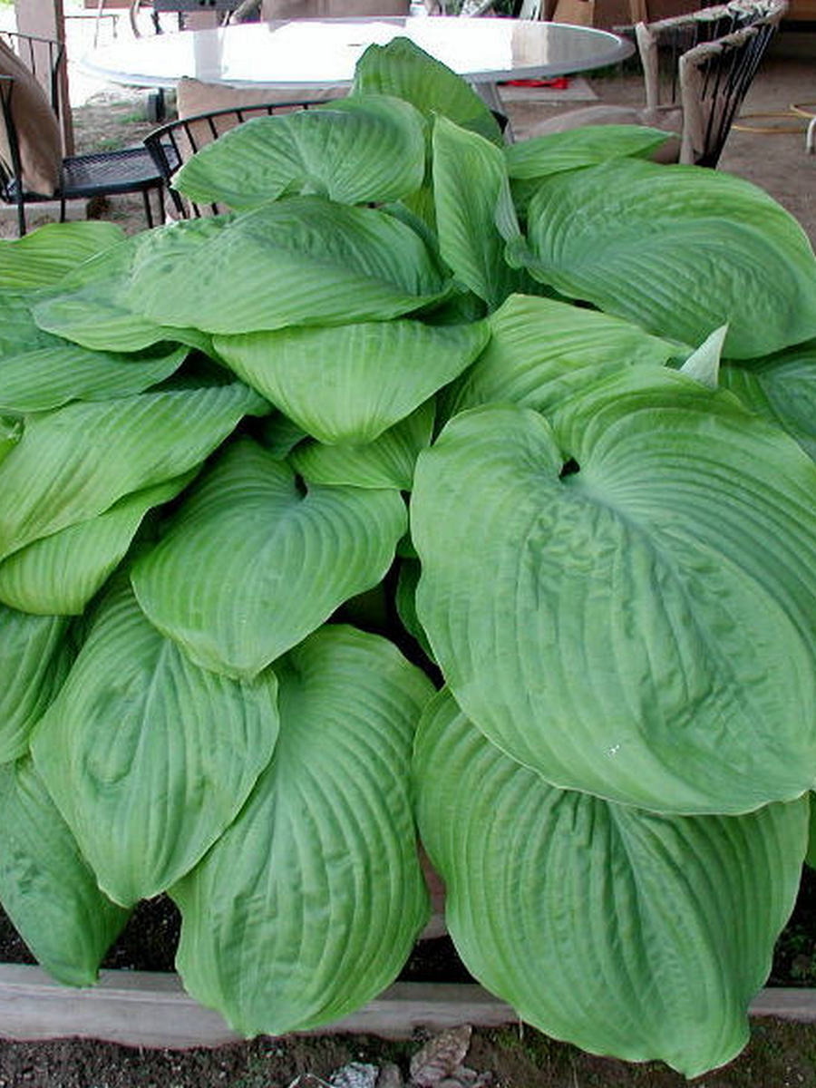 Хоста Сам Энд Сабстенс, 1 шт.