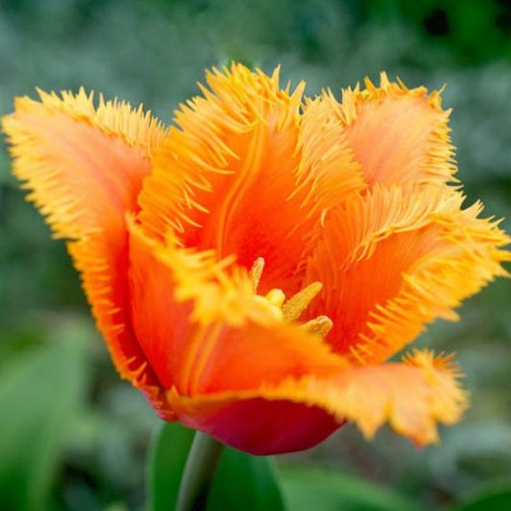 Тюльпан бахромчатый Ламбада, 11/12, 1 шт.