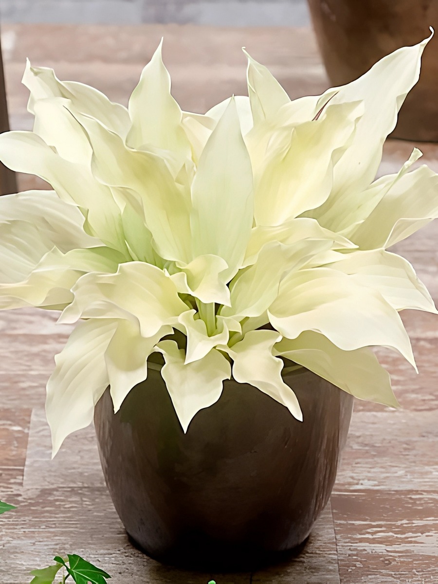 Хоста Уайт Февер, 1 шт.