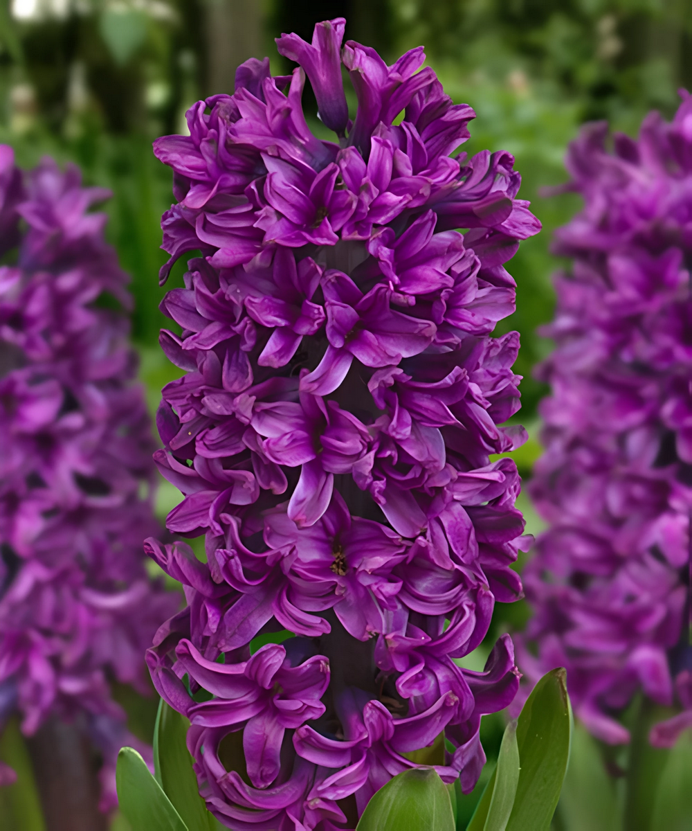 Гиацинт	 Шоумастер, 14/15, 1 шт.