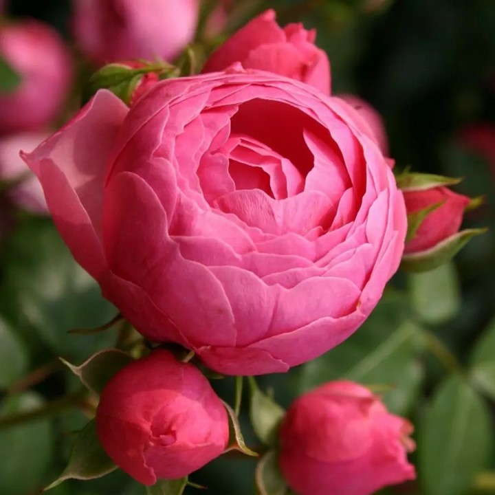 Роза Кордес флорибунда Помпонелла