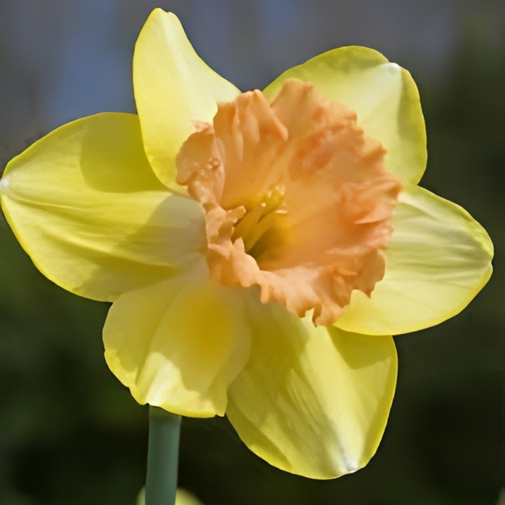 Нарцисс крупнокорончатый Колор Ран, 12/14, 1 шт.
