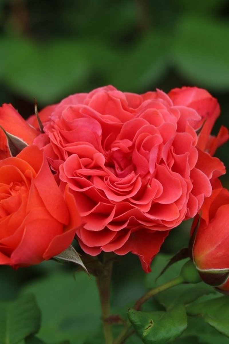 Роза флорибунда Леди оф Белград/ЦКорЛюкс