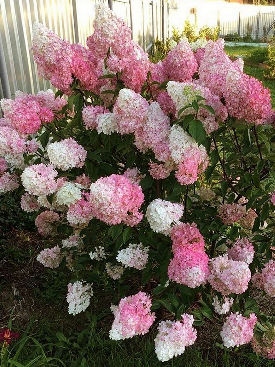 Гортензия метельчатая Строберри Блоссом