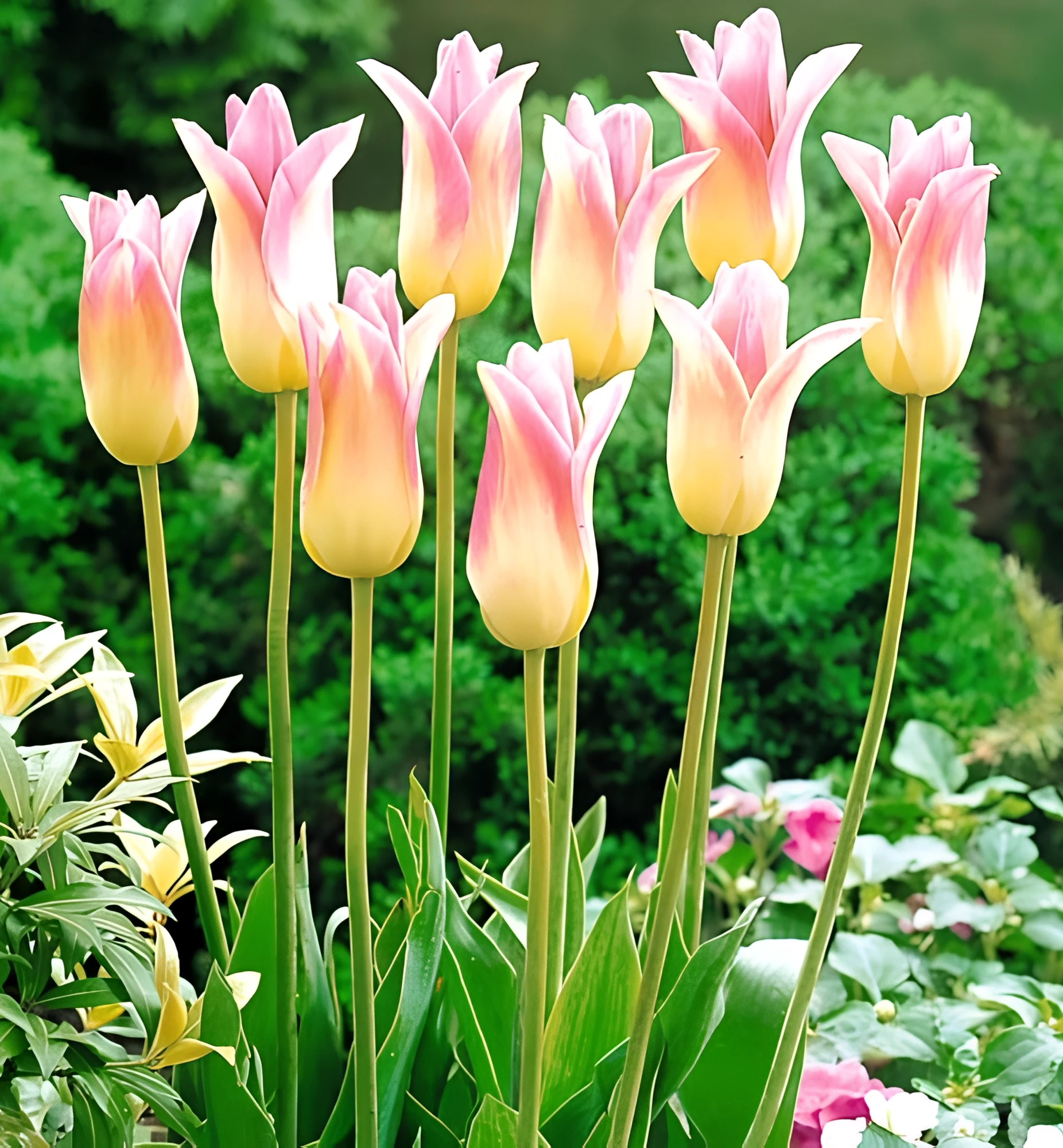 Тюльпан лилиецветный Элегант Леди, 11/12, 1 шт.