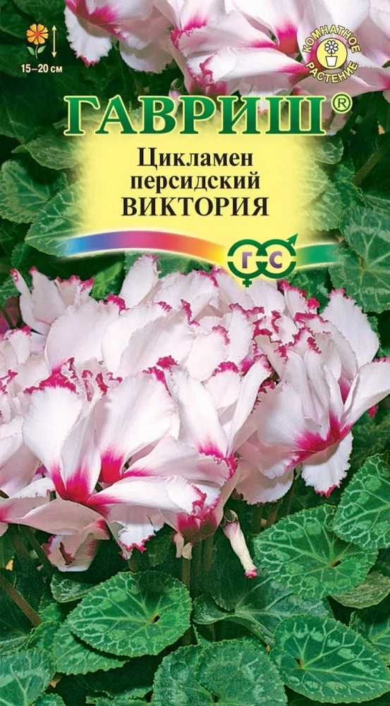 Цикламен Виктория персидский, 3 шт.