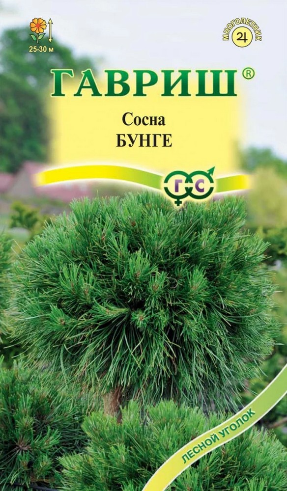 Сосна Бунге, 3 шт. Лесной уголок.