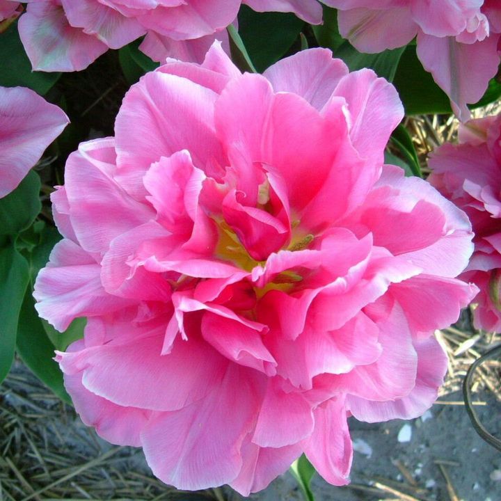 Тюльпан махровый ранний Урал, 11/12, 1 шт.