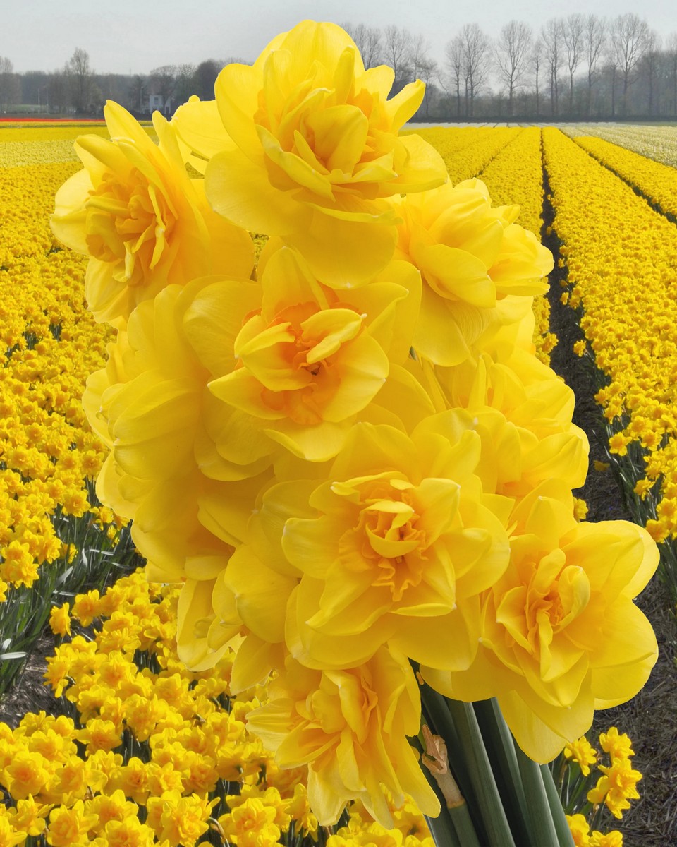 Нарцисс махровый Куинсдей, 12/14, 1 шт.