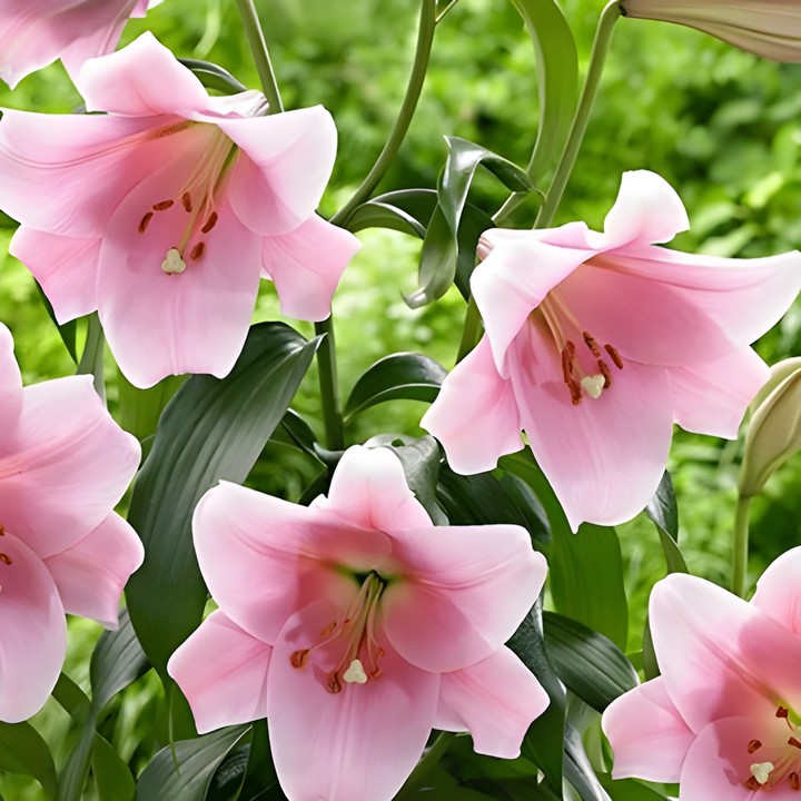 Лилия ЛО-гибрид Венделла, 1 шт.