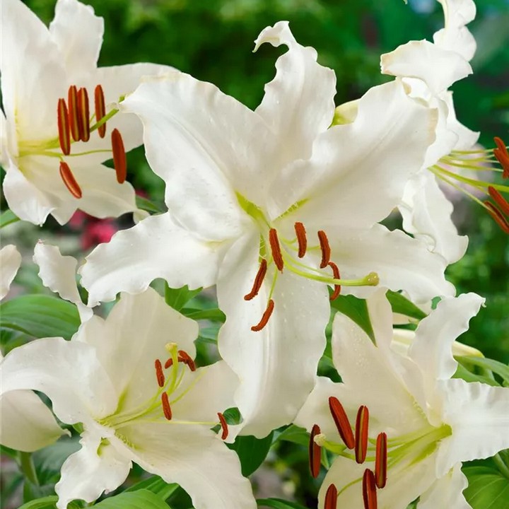 Лилия восточная Фулл Мун, 13/14, 1 шт.