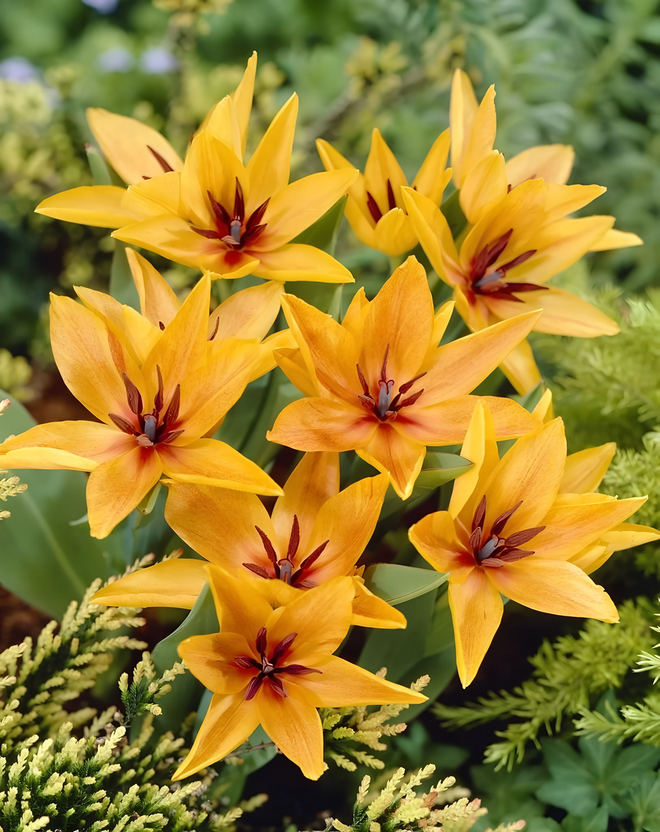 Тюльпан ботанический Шогун, 9/10, 1 шт.