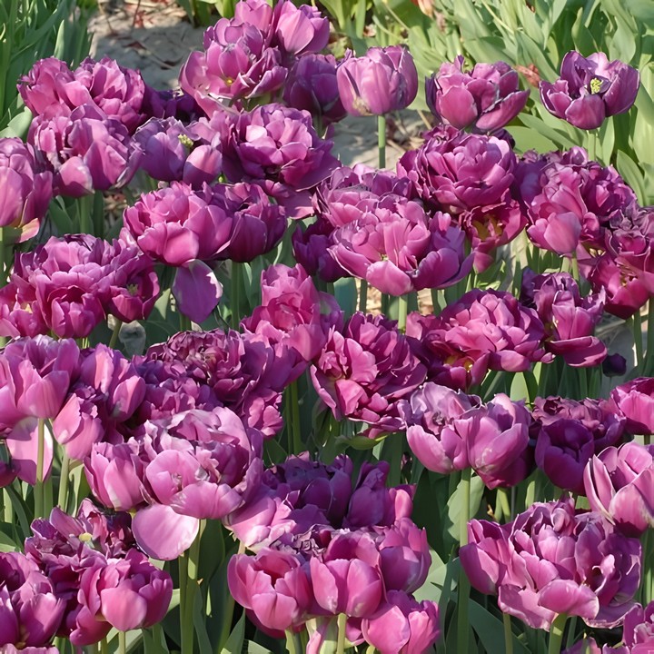 Тюльпан махровый поздний Мариола, 11/12, 1 шт.