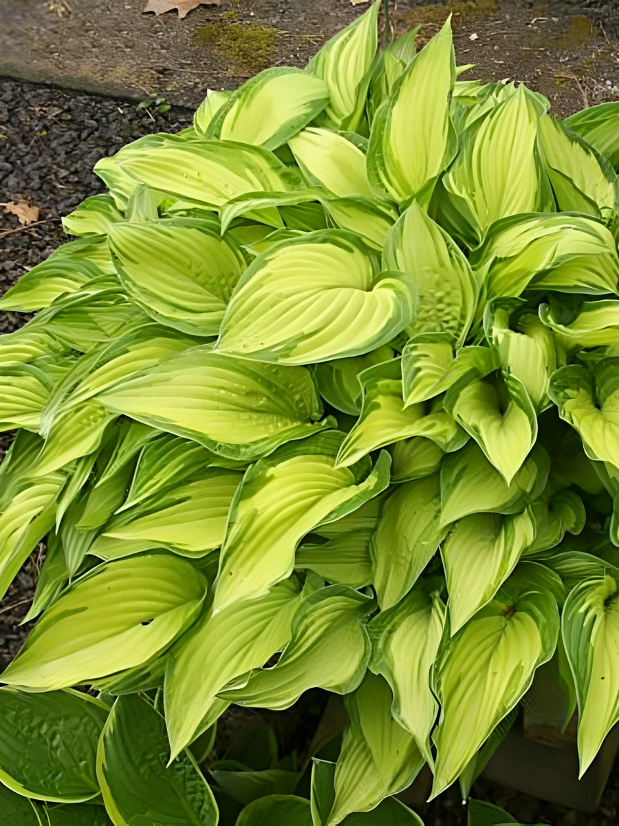 Хоста Альбопикта, 1 шт.