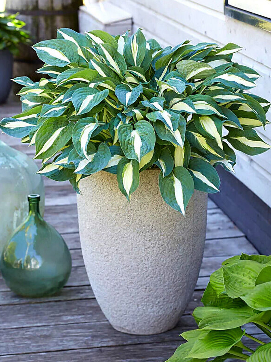 Хоста Пин-Ап, 1 шт.