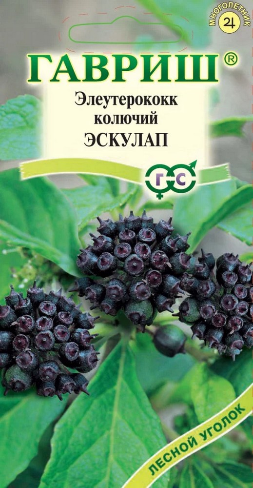 Элеутерокок колючий Эскулап, 3 шт. Лесной уголок.