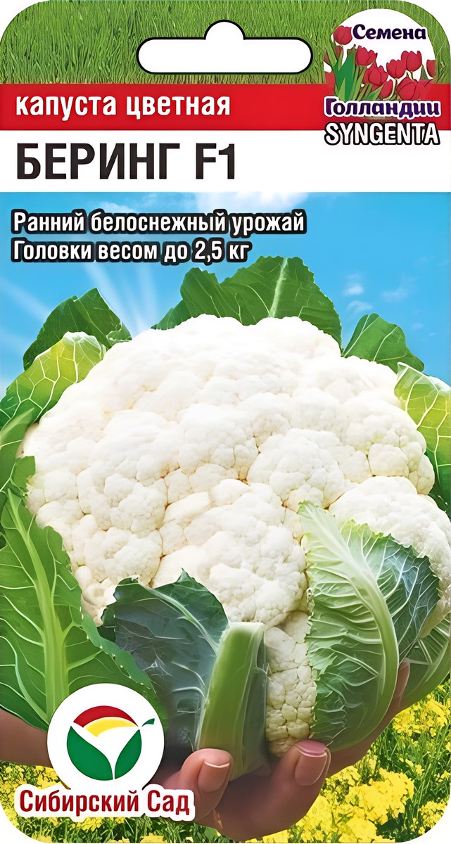Капуста цветная Беринг F1, 10 шт. Сибирский сад.