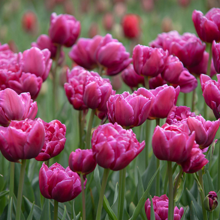 Тюльпан махровый ранний Маргарита, 11/12, 1 шт.