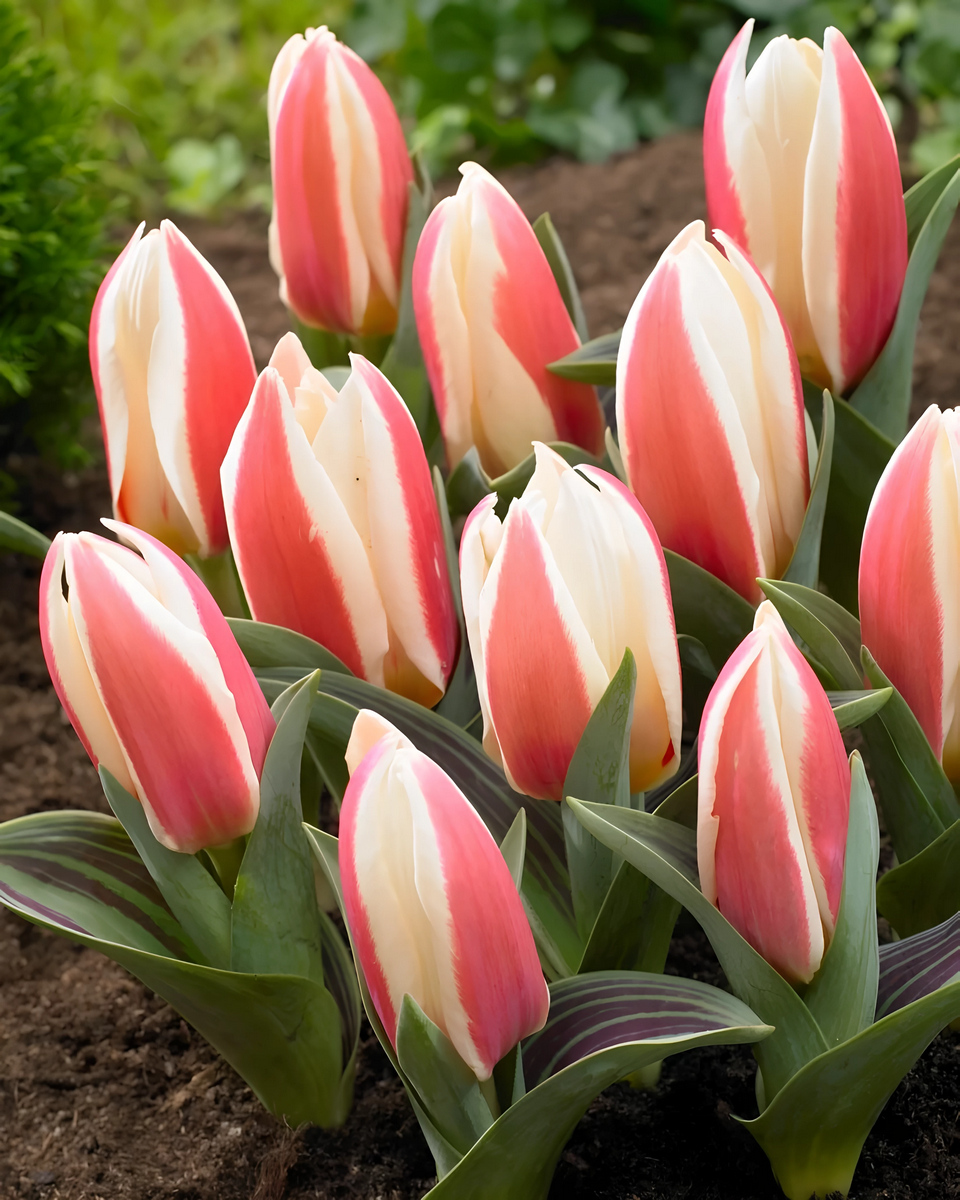 Тюльпан грейга Ауторити, 11/12, 1 шт.