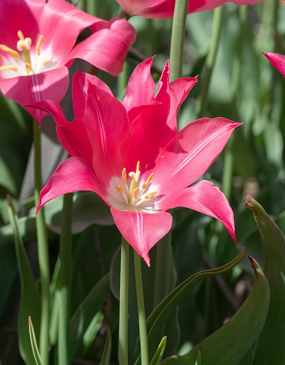 Тюльпан лилиецветный Мариетте, 11/12, 1 шт.