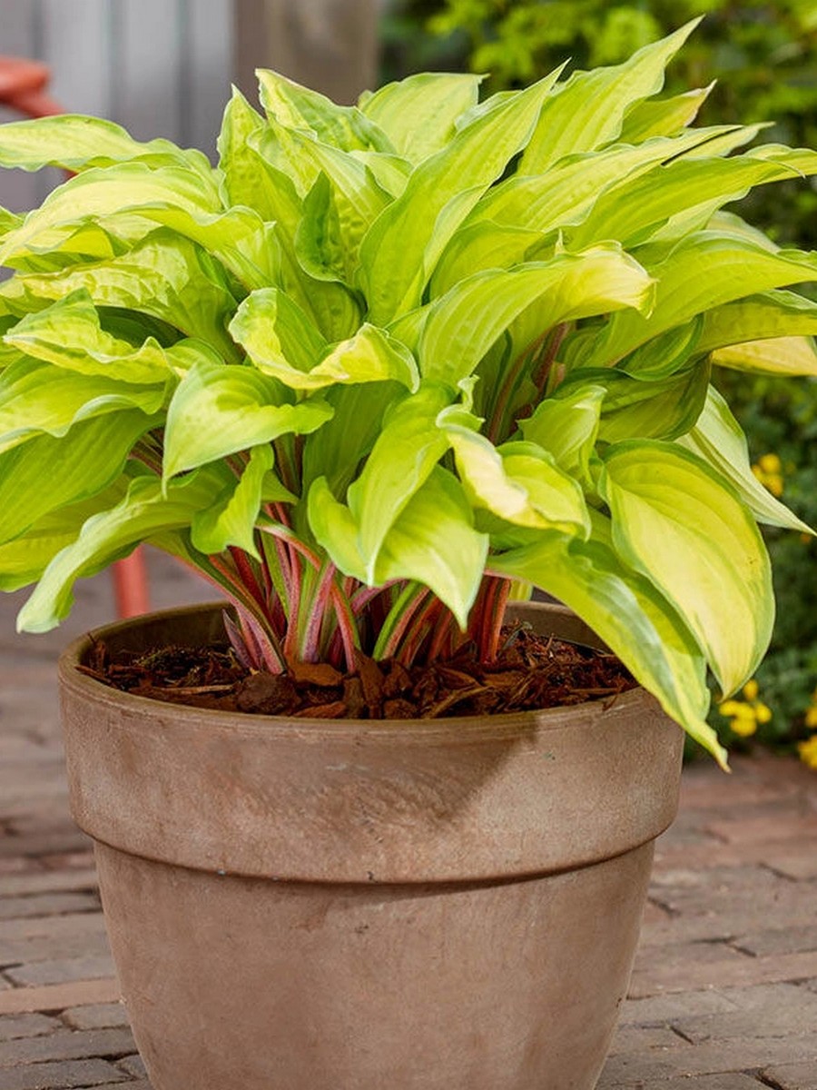 Хоста Липстик Кисс, 1 шт.