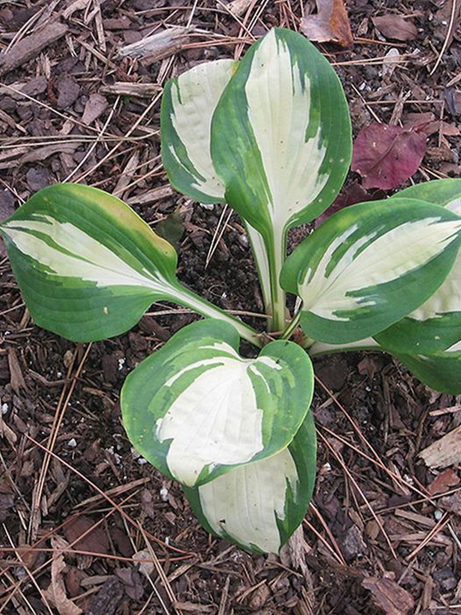 Хоста Попкорн, 1 шт.