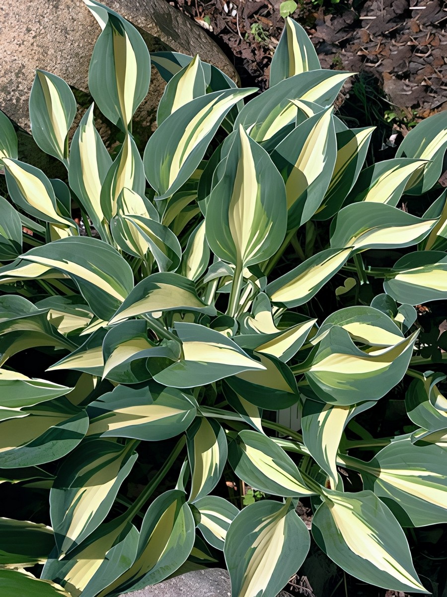 Хоста Литтл Треже, 1 шт.