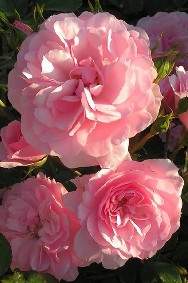 Роза флорибунда Боника