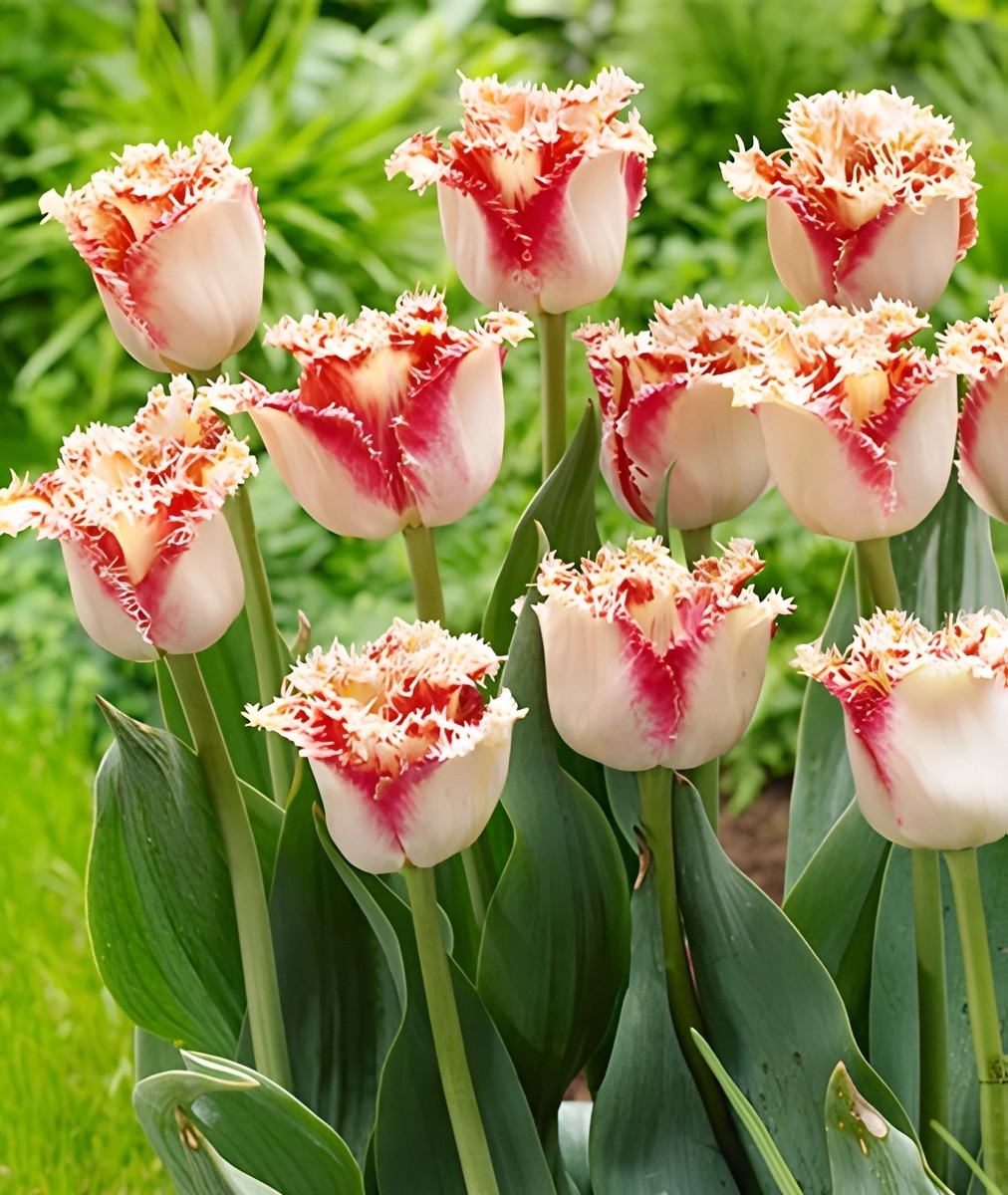 Тюльпан бахромчатый Боллрум, 11/12, 1 шт.