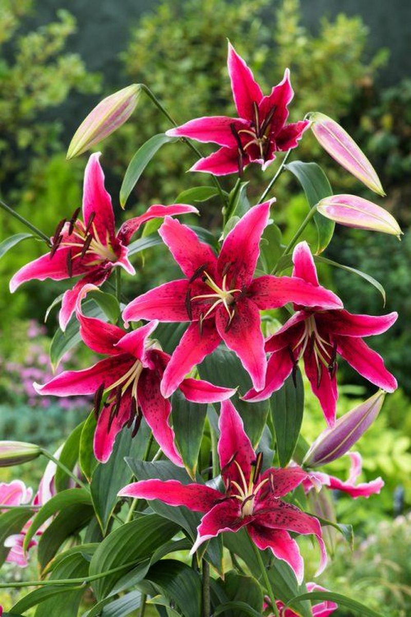 Лилия ОТ-гибрид Мисс Фея, 12/14, 1 шт.