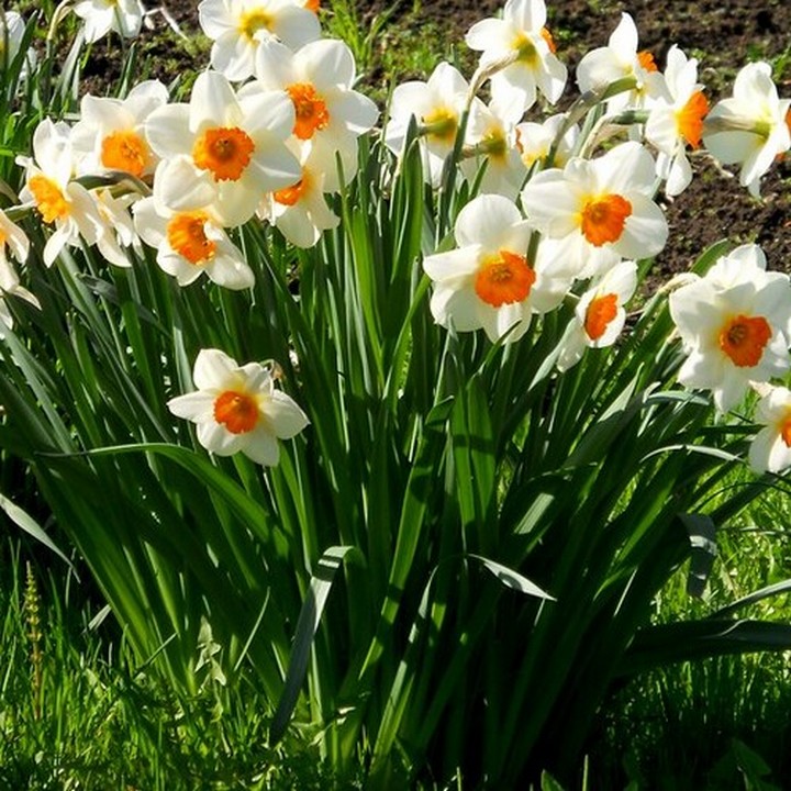 Нарцисс крупноцветковый гофрированный Фейт, 12/14, 1 шт.