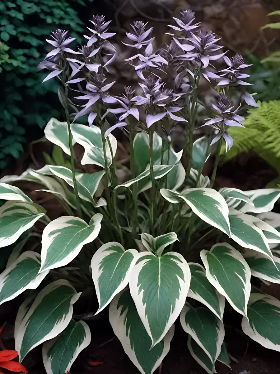 Хоста Антиох, 1 шт.