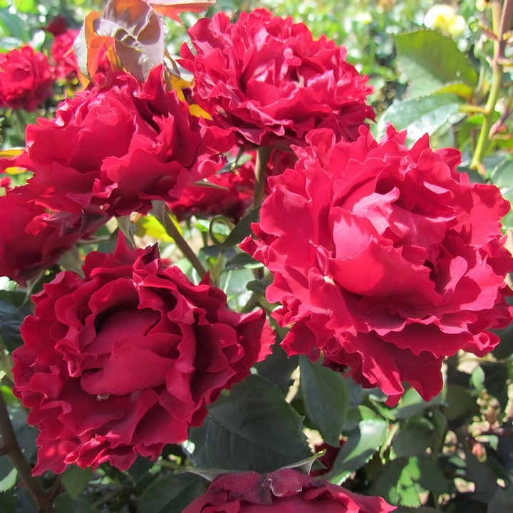 Роза чайно-гибридная Хоммаж Барбара