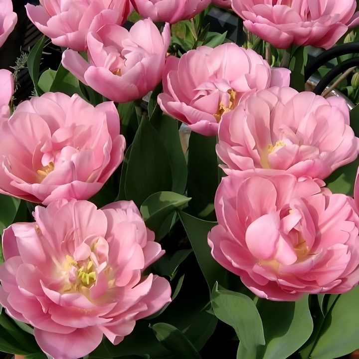 Тюльпан махровый поздний Тейблданс, 11/12, 1 шт.