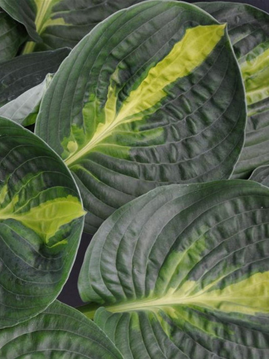 Хоста Уорвик Комет, 1 шт.