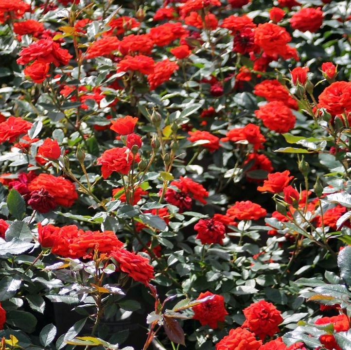 Роза почвопокровная Миниатюр Ориндж/ЦКор