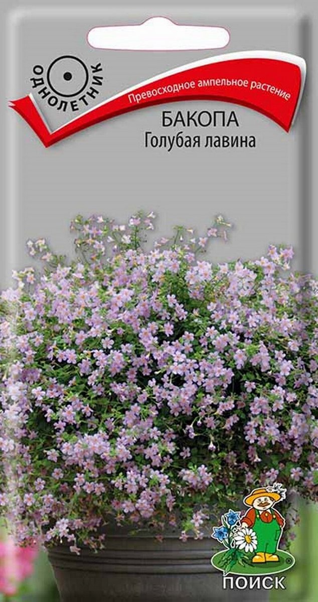 Бакопа Голубая лавина, 5 шт.