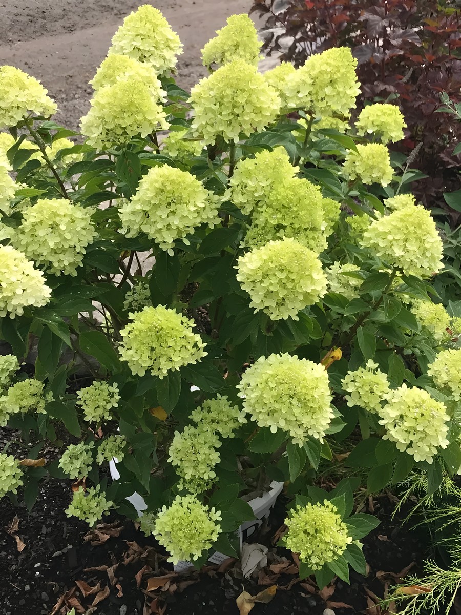 Гортензия метельчатая Литл Лайм