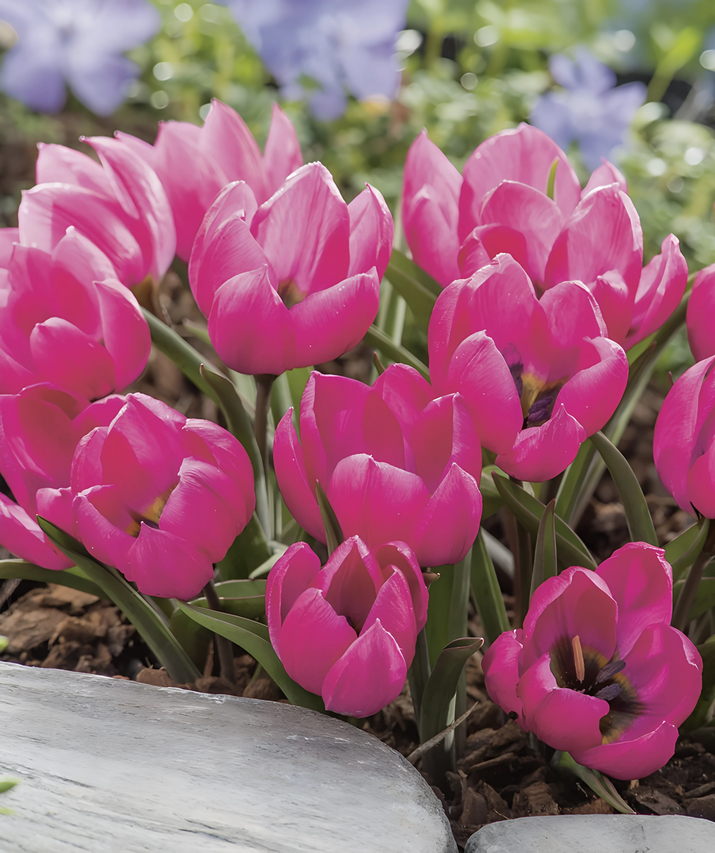 Тюльпан ботанический Виолацея Блэк Бейз, 6/7, 1 шт.