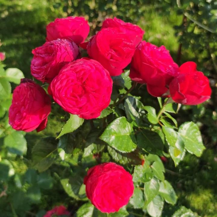 Роза чайно-гибридная Пиано/ЦКор