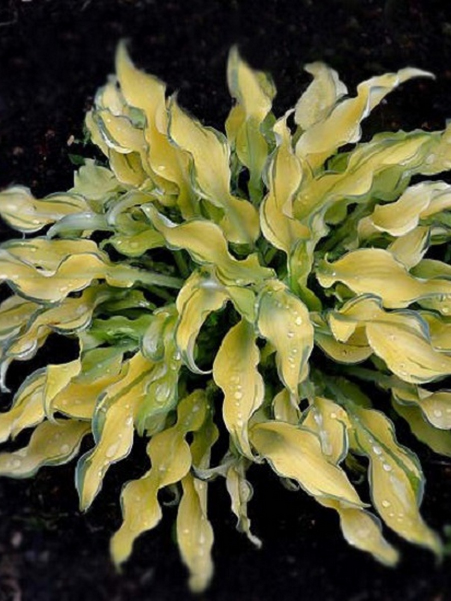 Хоста Риппл Эффект, 1 шт.