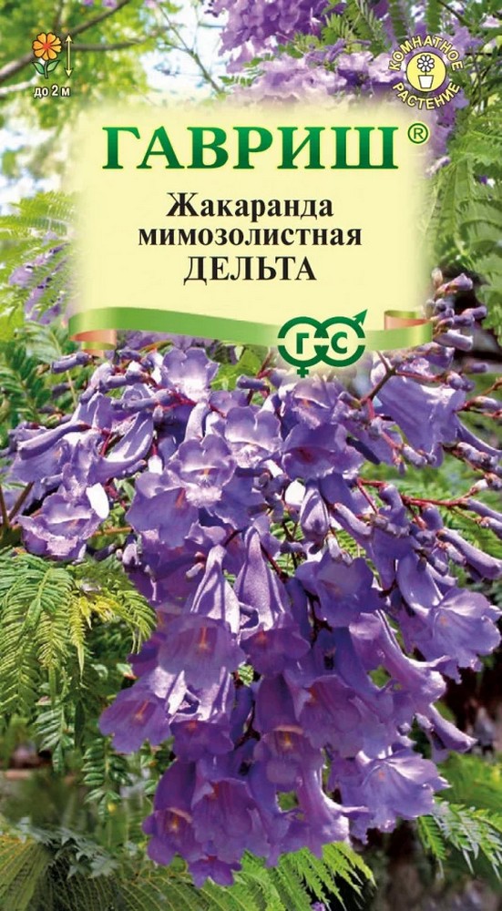 Жакаранда Дельта, 3 шт.